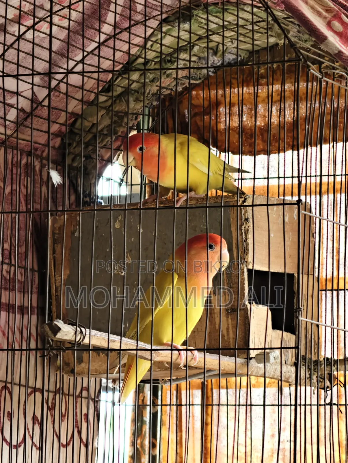 Love Bird