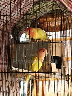 Love Bird