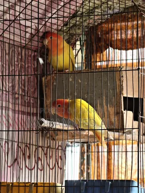 Love Bird