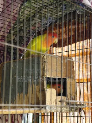 Love Bird