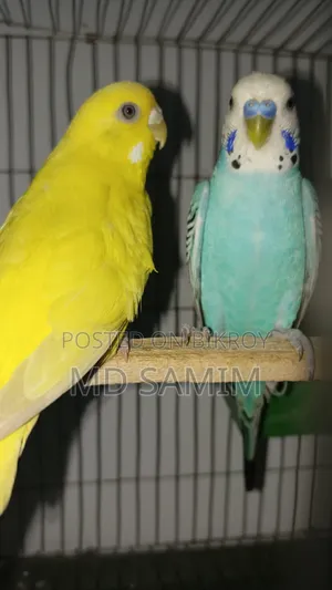 এক জোড়া বাজিগর বিক্রি হবে এডাল খাঁচা সহবিক্রি করা হব