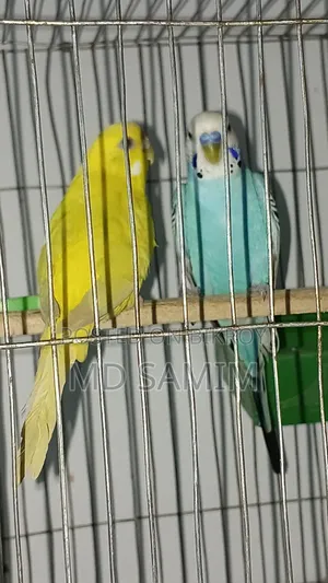 এক জোড়া বাজিগর বিক্রি হবে এডাল খাঁচা সহবিক্রি করা হব