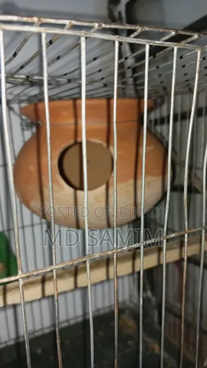 এক জোড়া বাজিগর বিক্রি হবে এডাল খাঁচা সহবিক্রি করা হব