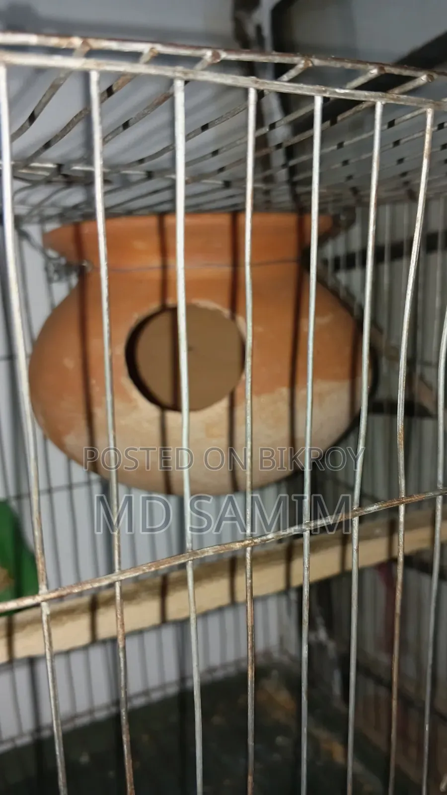 এক জোড়া বাজিগর বিক্রি হবে এডাল খাঁচা সহবিক্রি করা হব