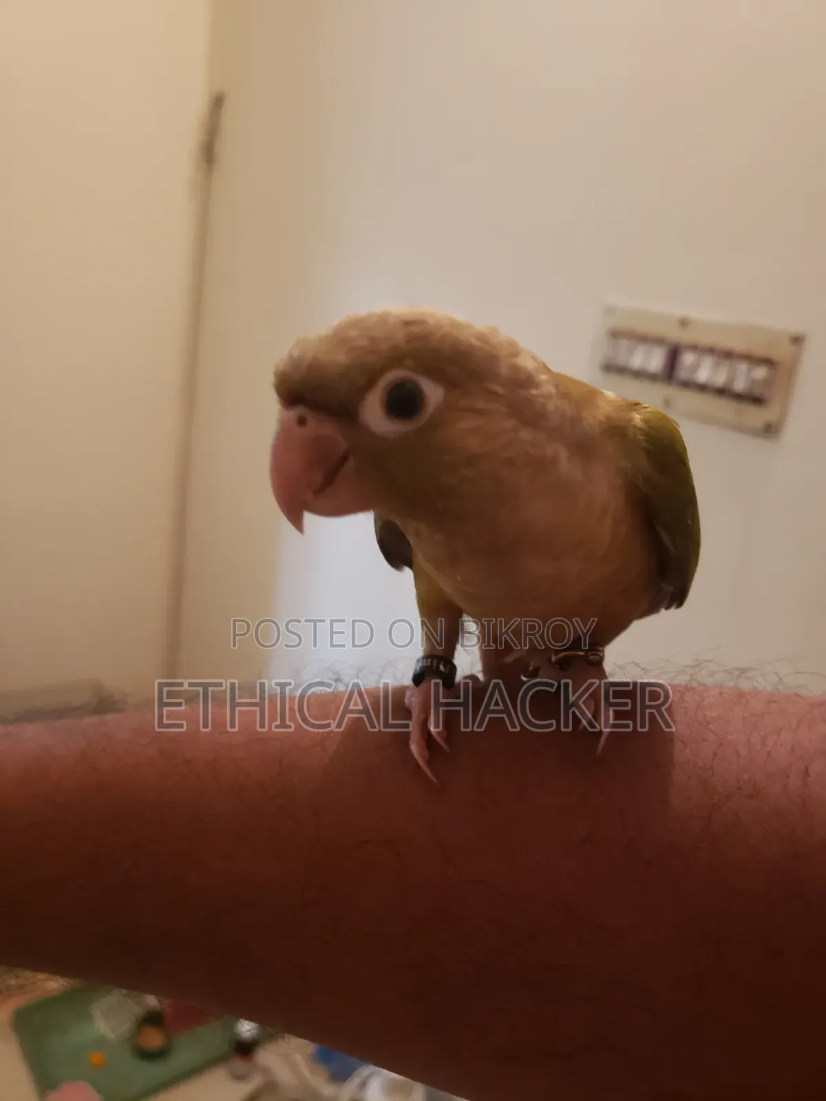 Pineapple Conure 2 Pcs Full Tame