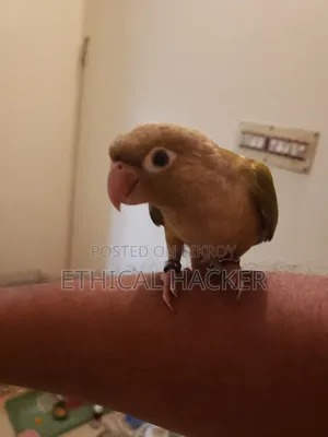 Pineapple Conure 2 Pcs Full Tame