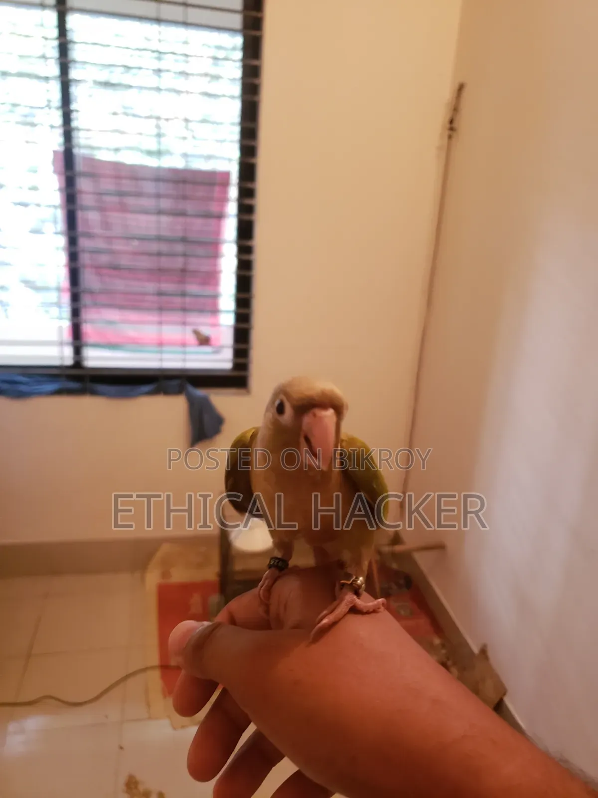 Pineapple Conure 2 Pcs Full Tame