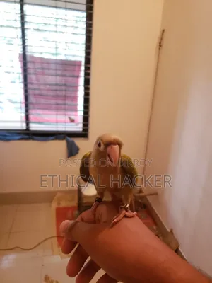 Pineapple Conure 2 Pcs Full Tame