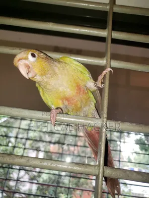 Pineapple Conure 2 Pcs Full Tame