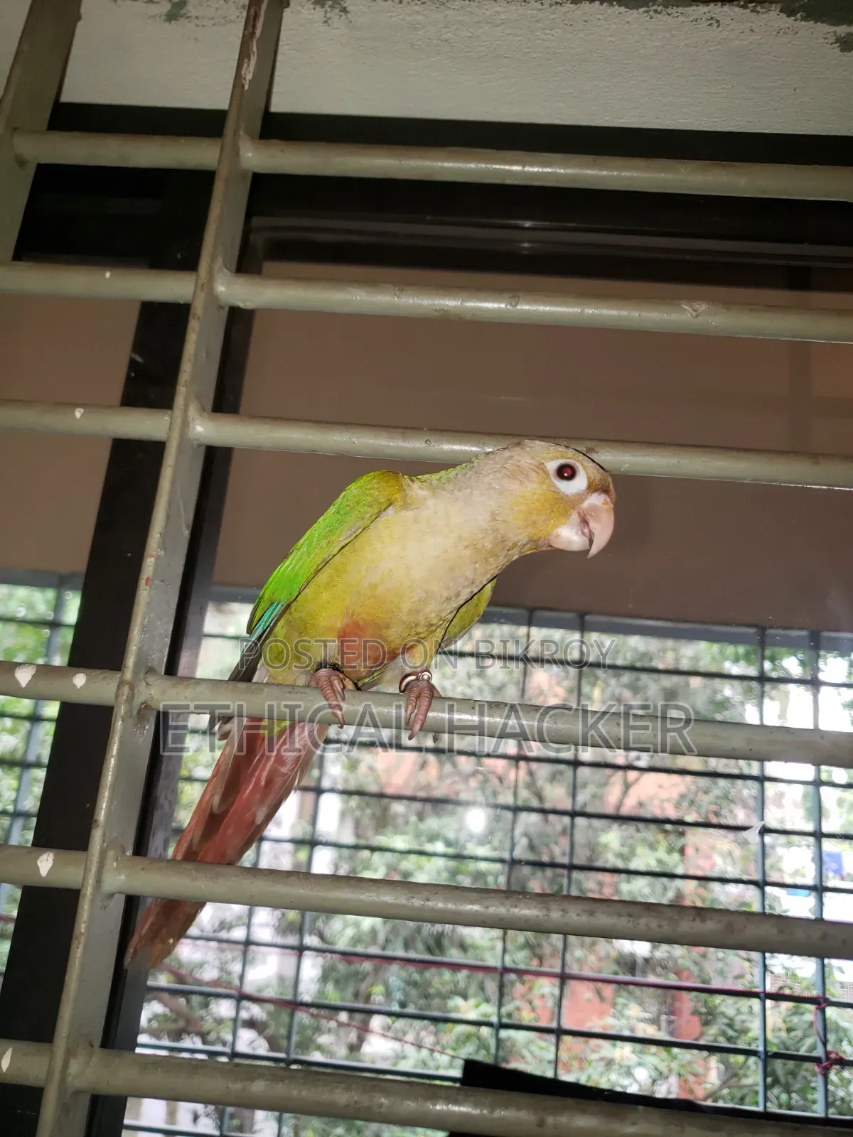 Pineapple Conure 2 Pcs Full Tame