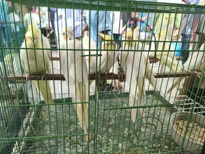Proven Lutino Cockatiel Breeding Pair | Bred 3-5 Times