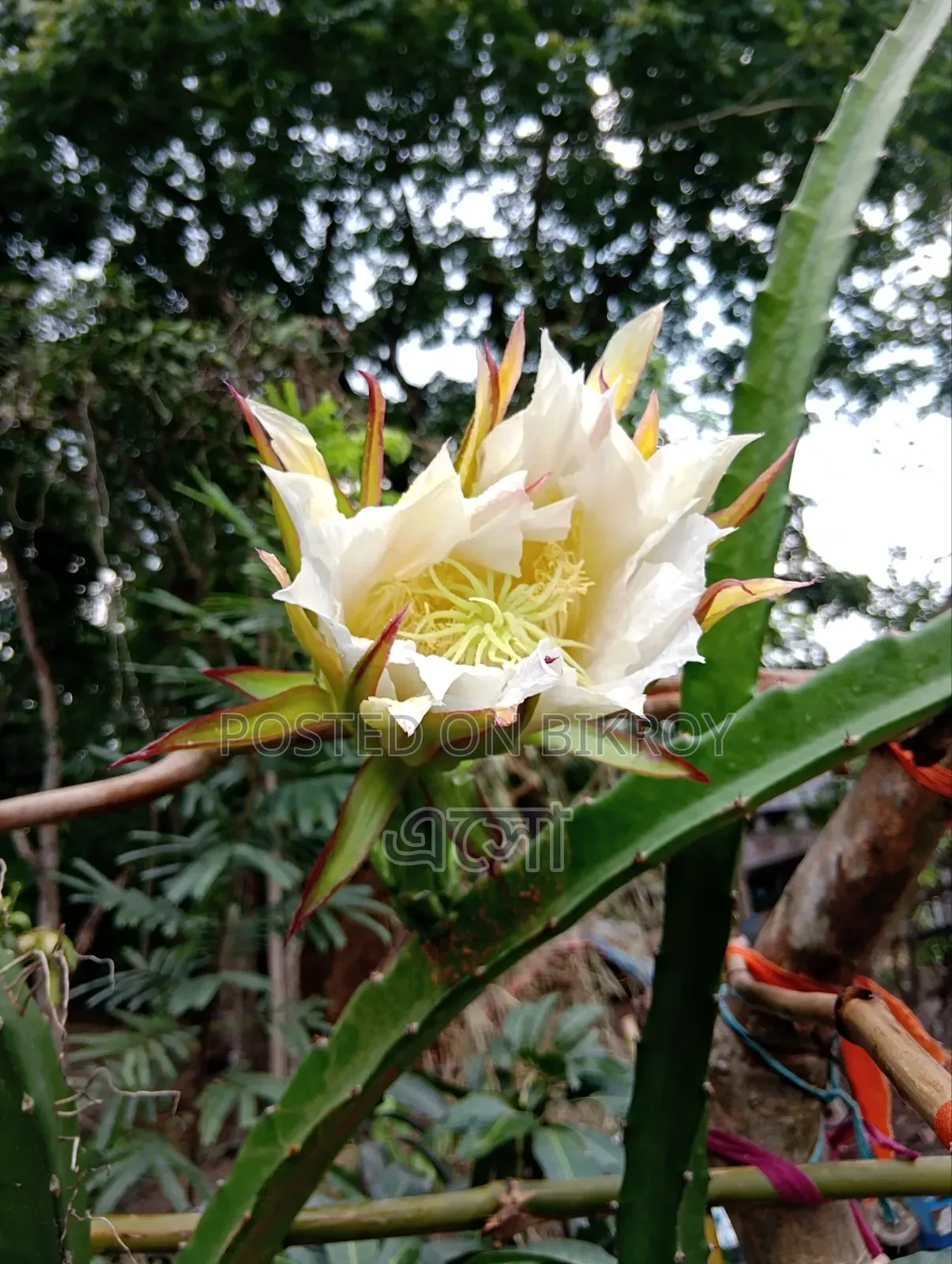 চাঙ্গান সিএস৯৫ ২০২৪ ব্লু
