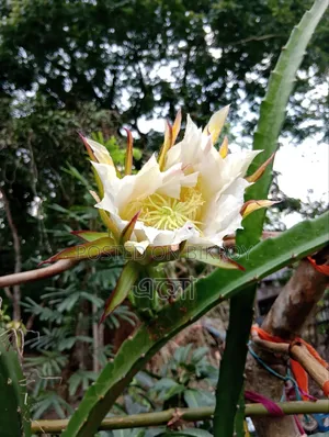 চাঙ্গান সিএস৯৫ ২০২৪ ব্লু