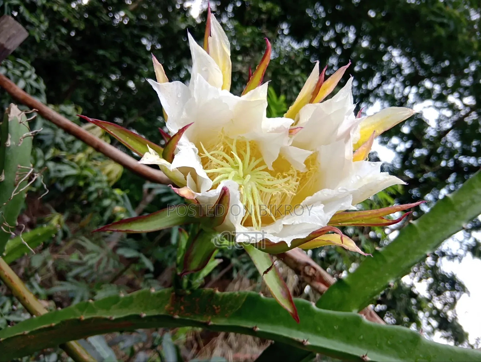 চাঙ্গান সিএস৯৫ ২০২৪ ব্লু