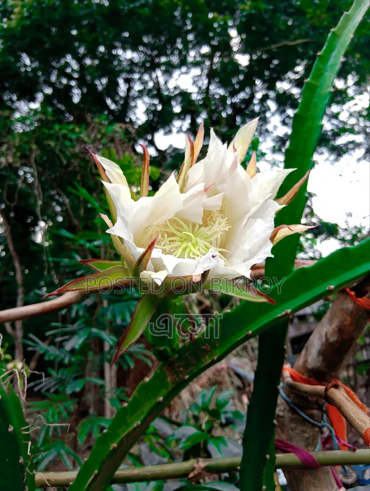 চাঙ্গান সিএস৯৫ ২০২৪ ব্লু