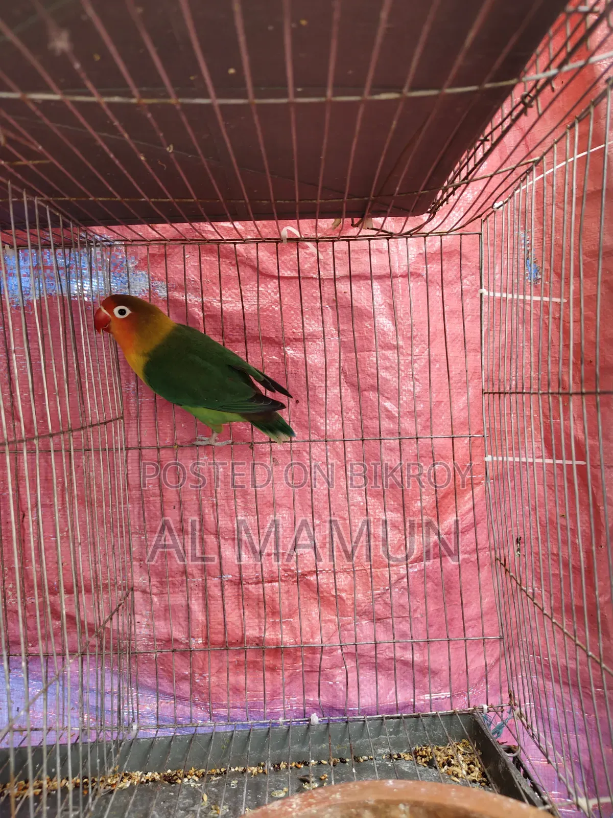 An Adult Female Love Bird