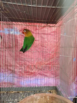 An Adult Female Love Bird