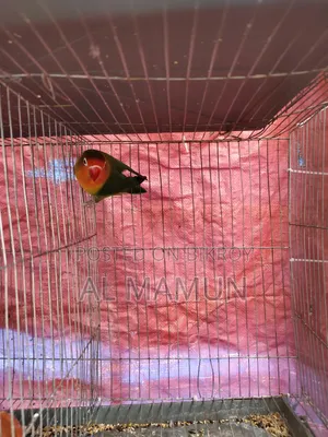 An Adult Female Love Bird