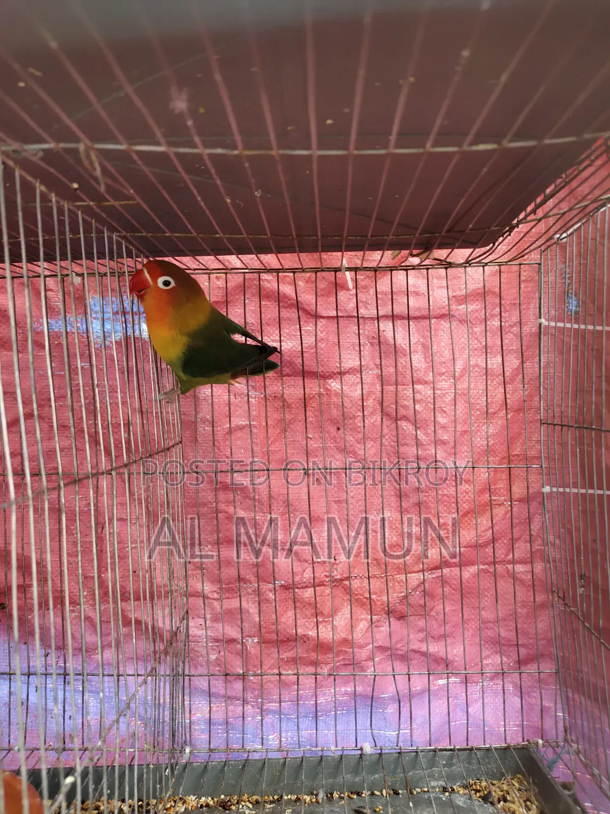 An Adult Female Love Bird