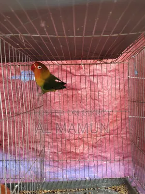 An Adult Female Love Bird