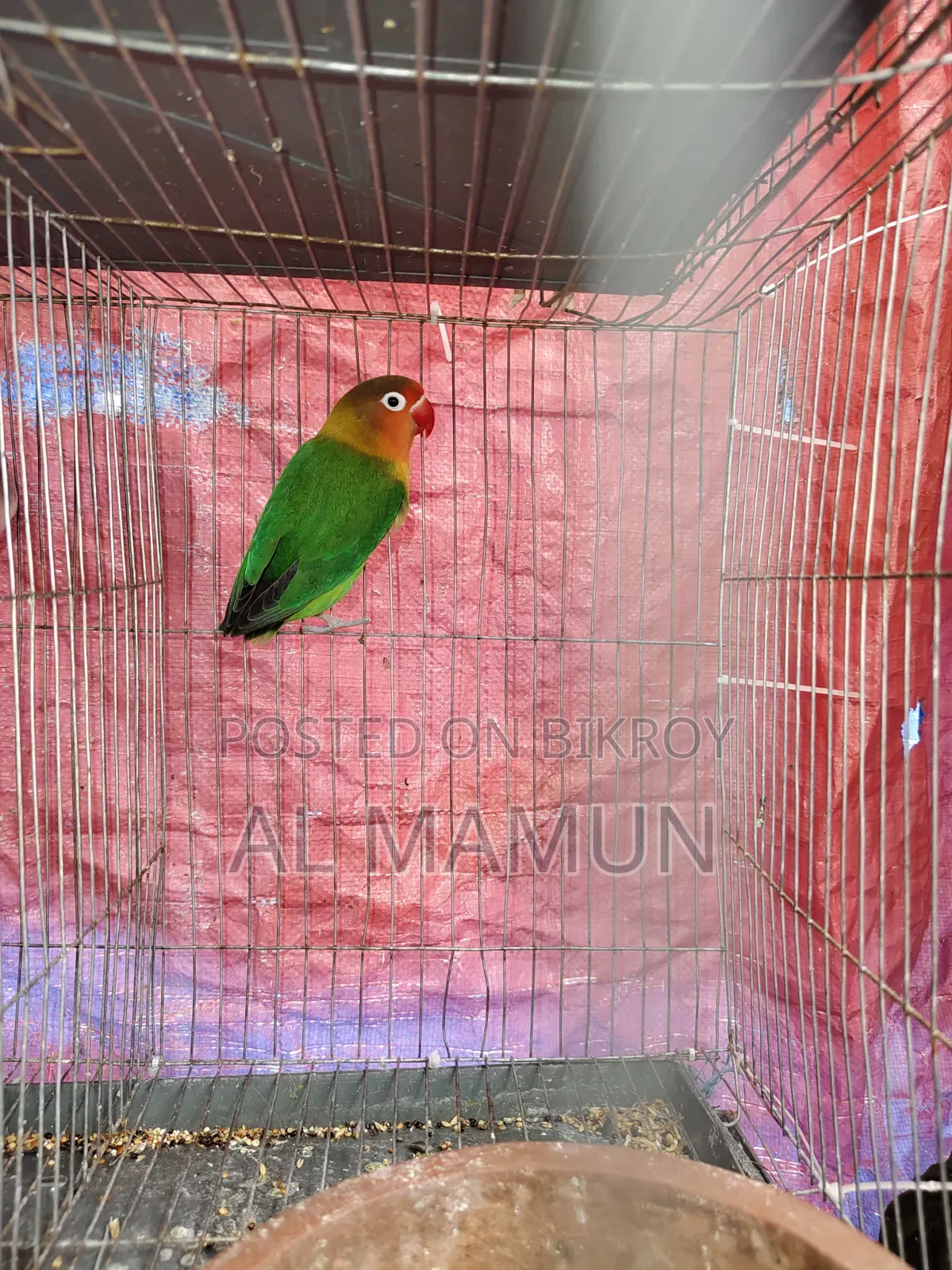 An Adult Female Love Bird