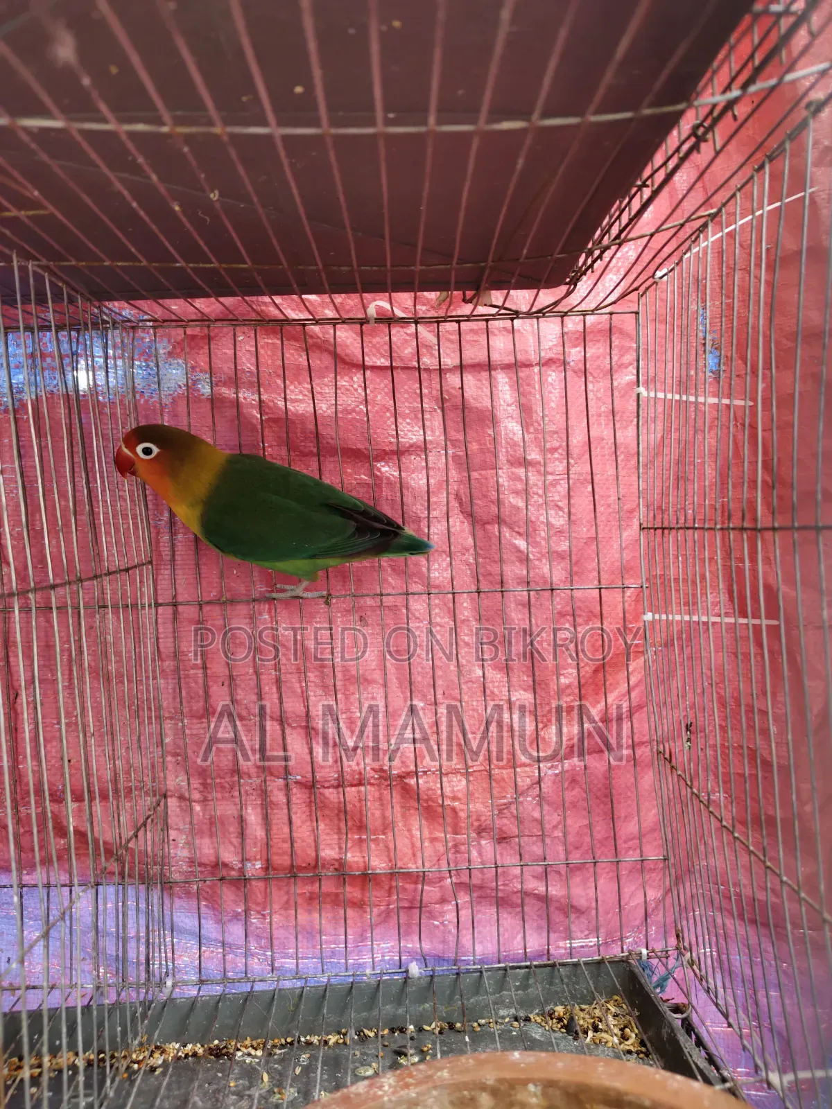 An Adult Female Love Bird