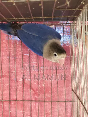Adult Male Lovebird for sale