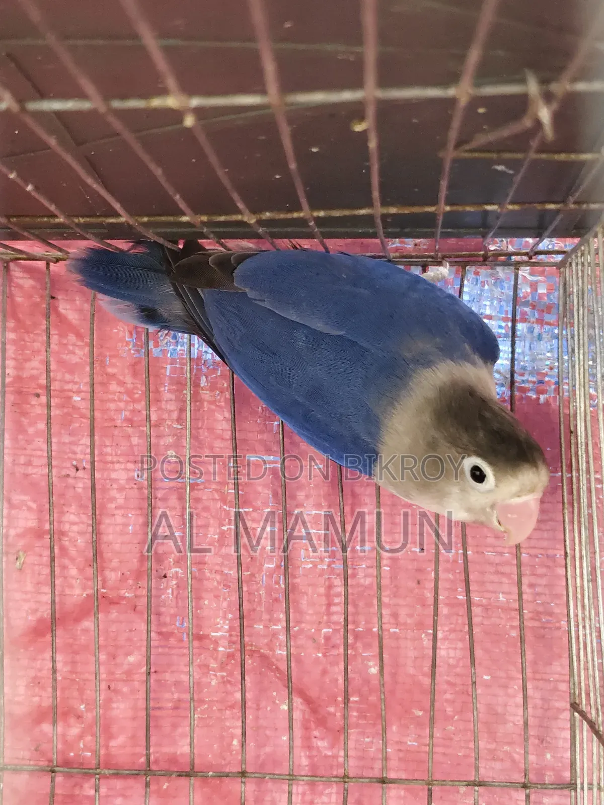 Adult Male Lovebird for sale