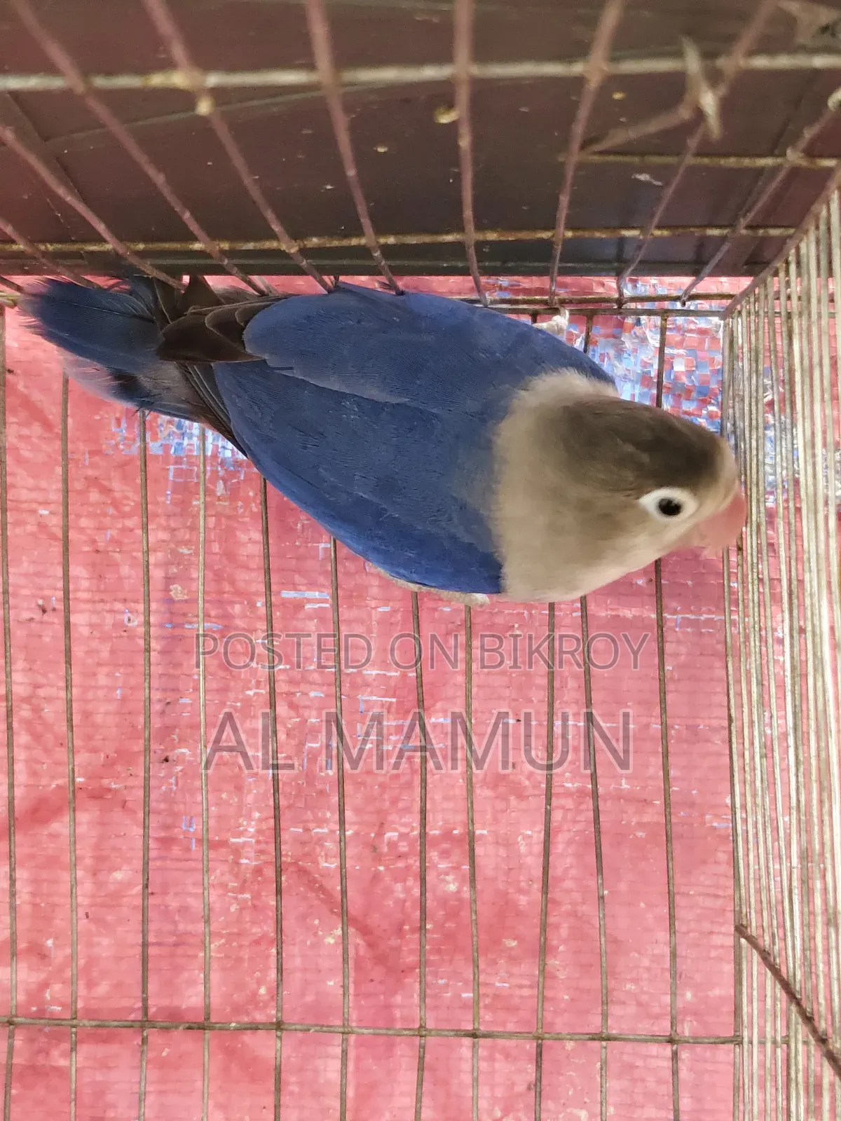 Adult Male Lovebird for sale