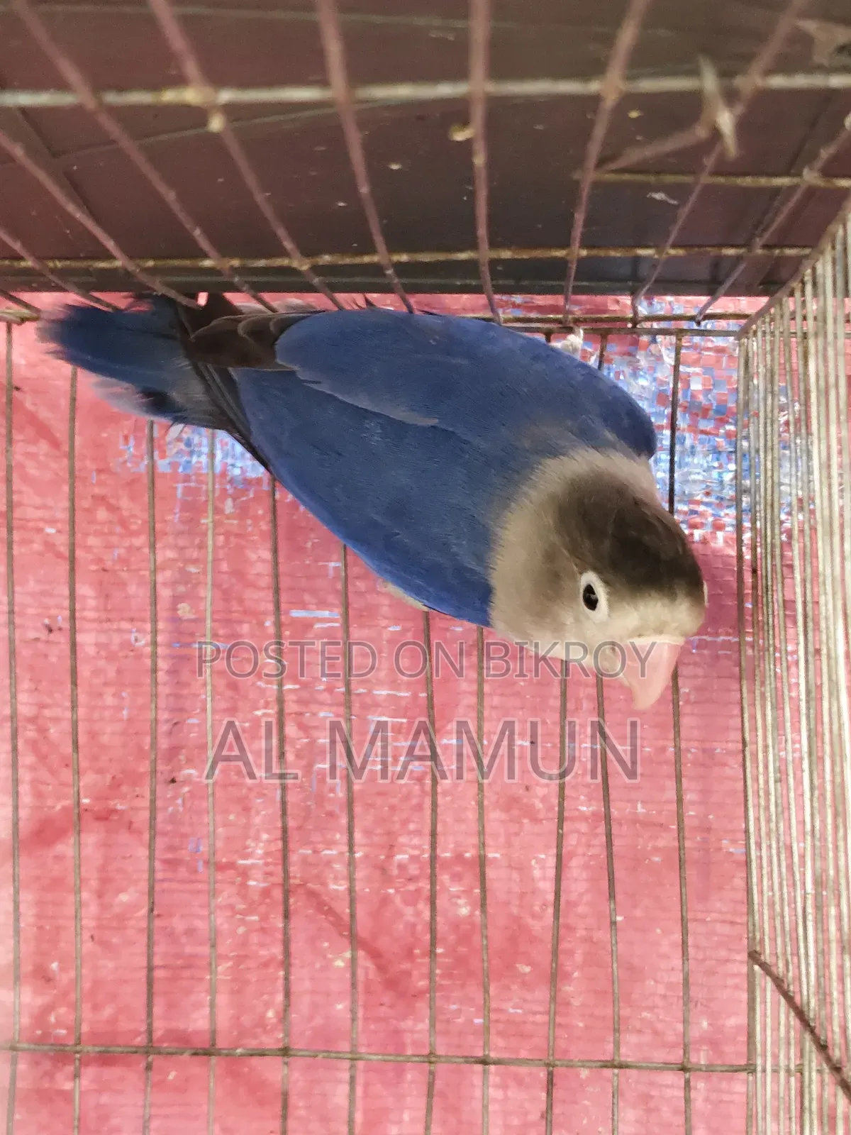 Adult Male Lovebird for sale