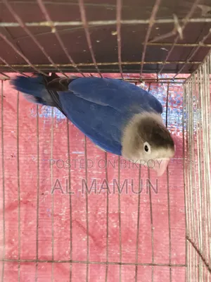 Adult Male Lovebird for sale