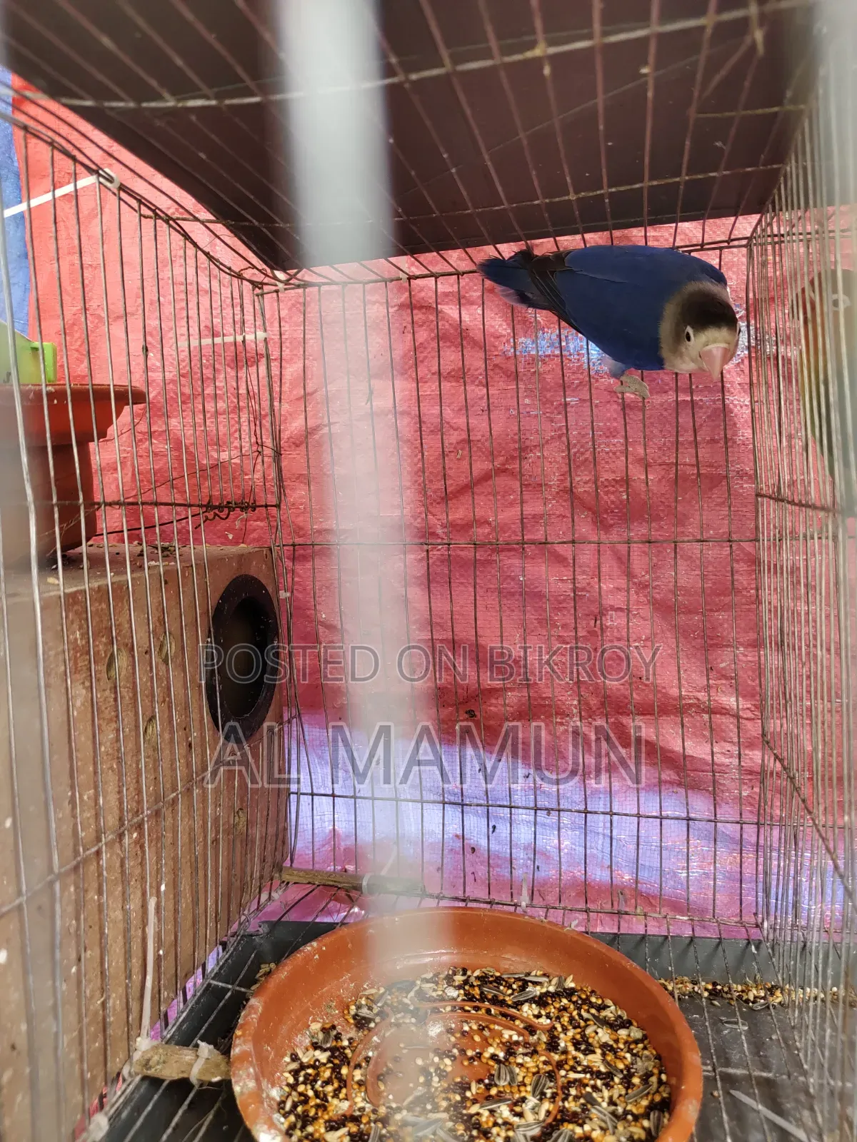 Adult Male Lovebird for sale