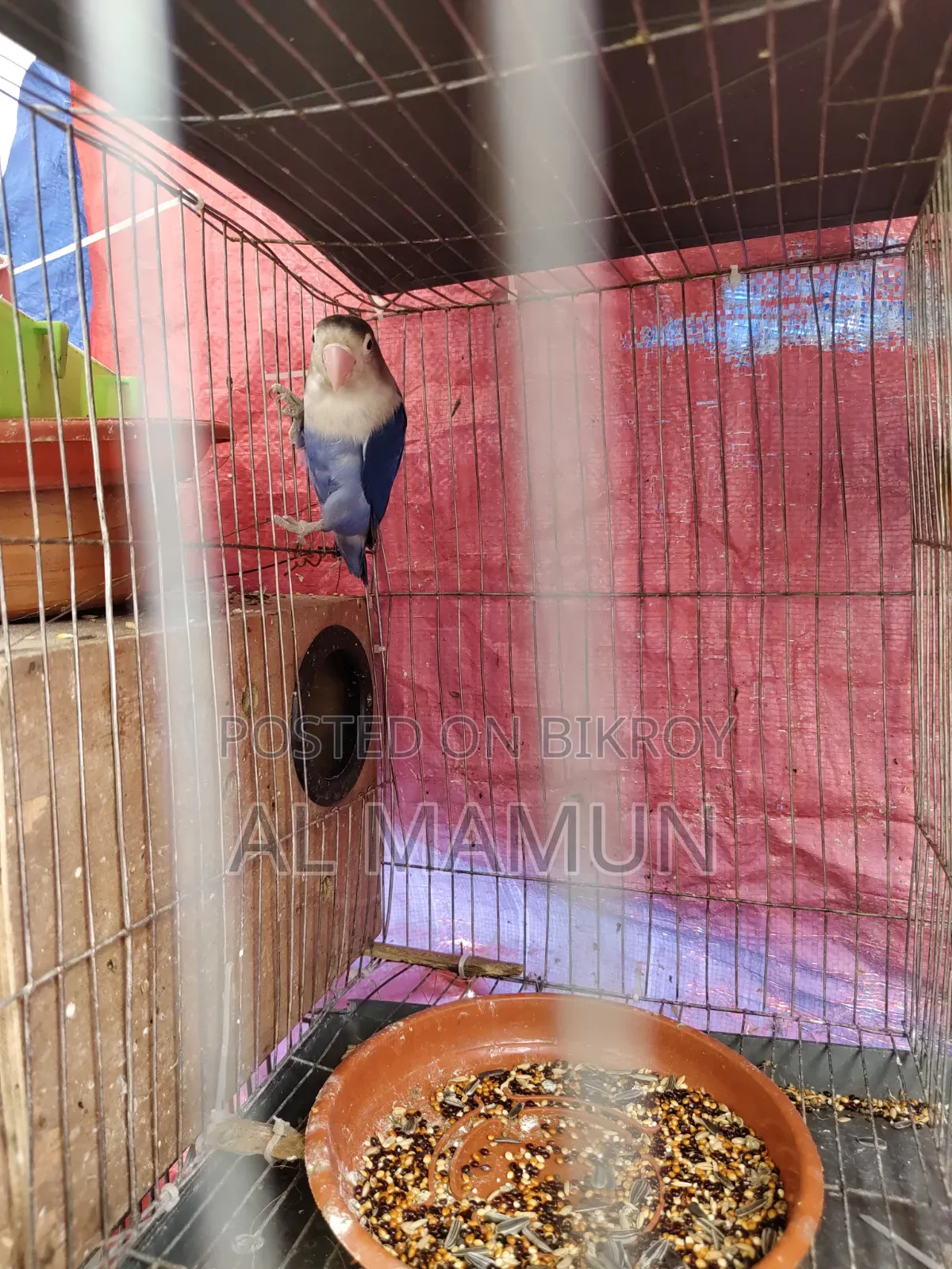 Adult Male Lovebird for sale