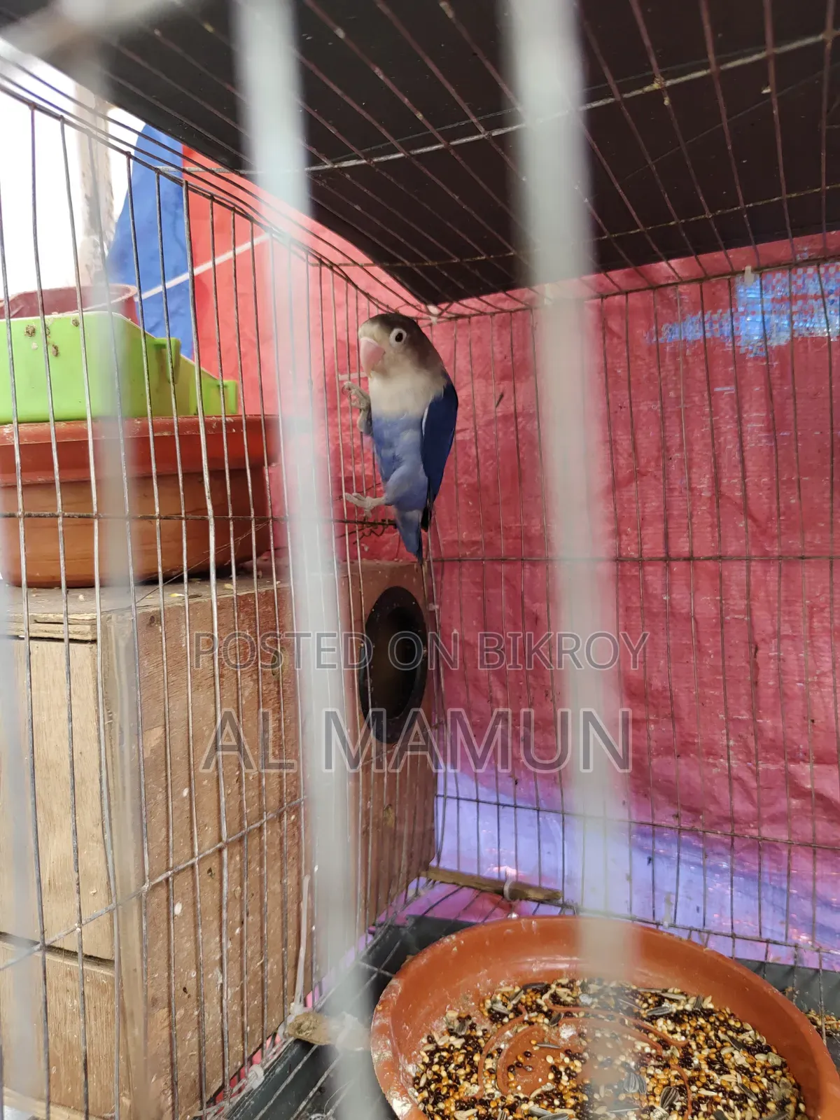 Adult Male Lovebird for sale