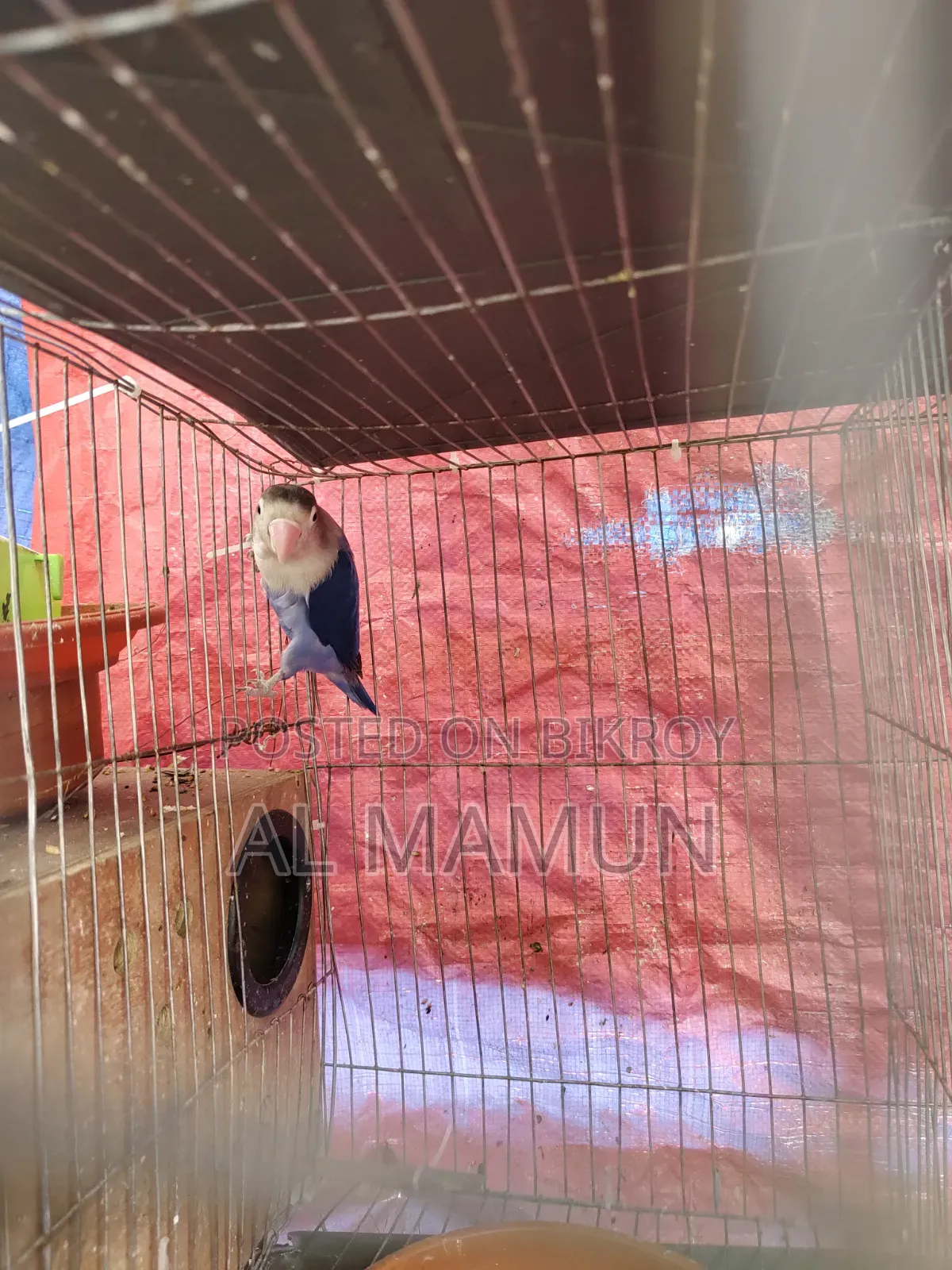 Adult Male Lovebird for sale