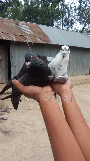 রিচার রানিং জোড়া