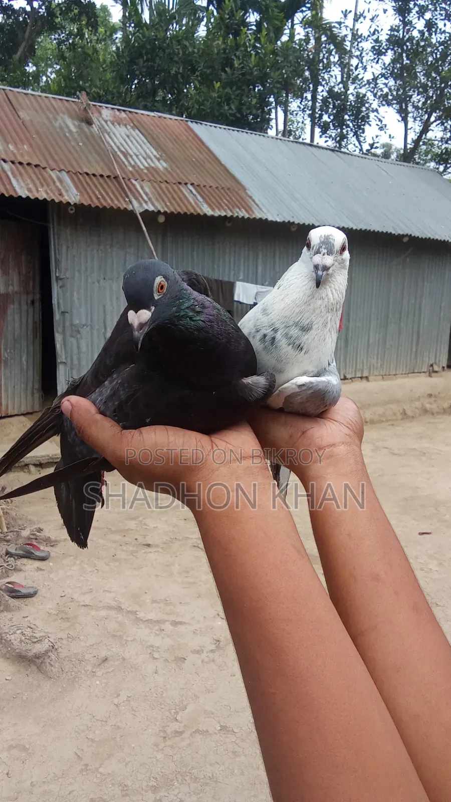 রিচার রানিং জোড়া