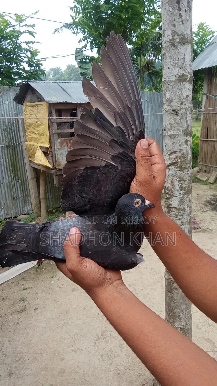 রিচার রানিং জোড়া
