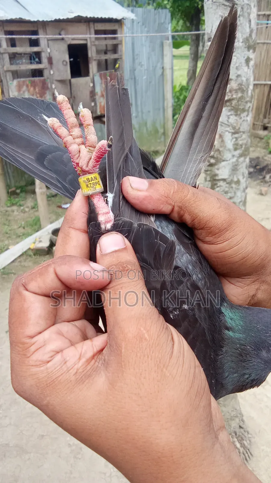 রিচার রানিং জোড়া