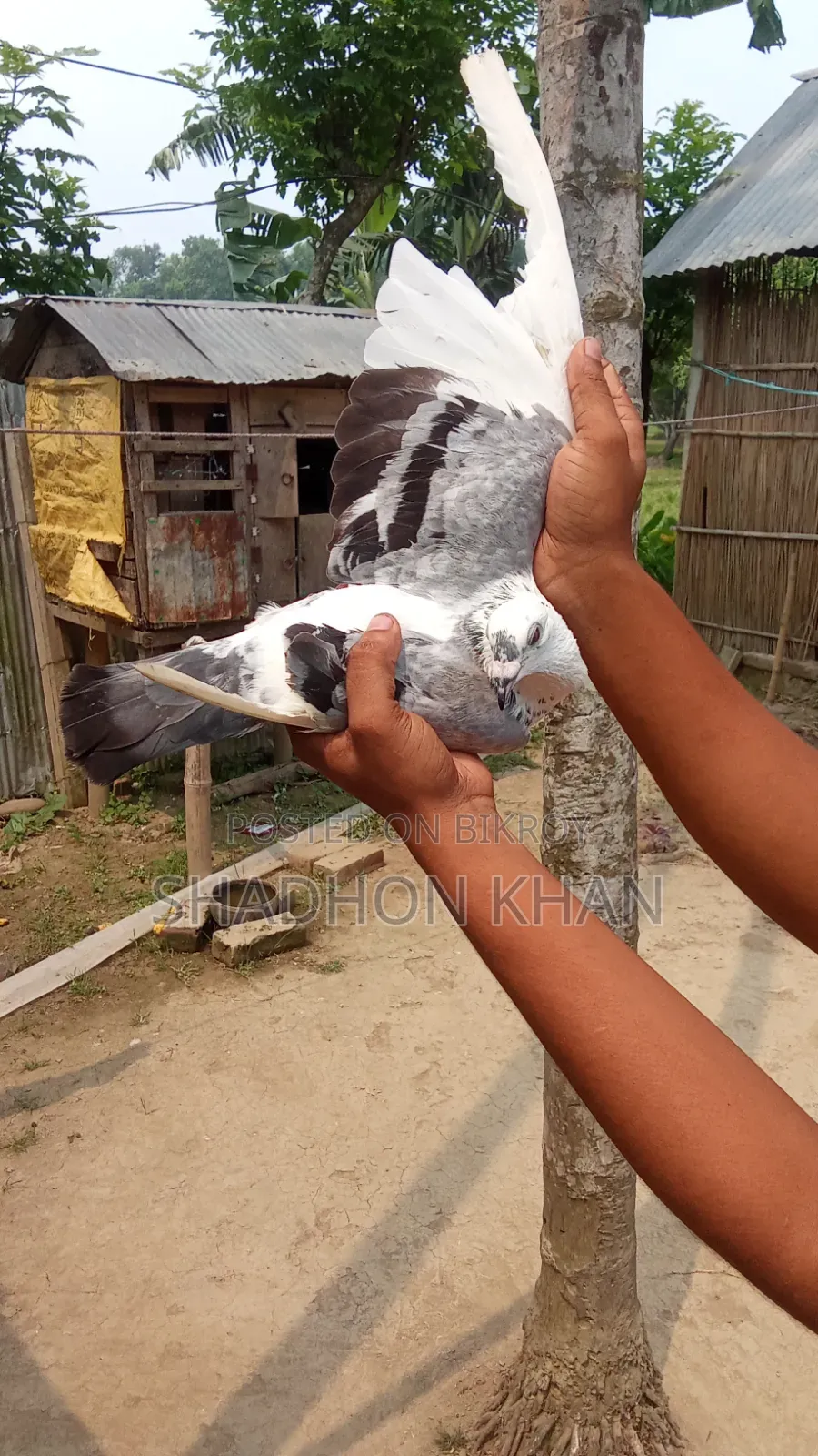 রিচার রানিং জোড়া