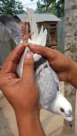রিচার রানিং জোড়া