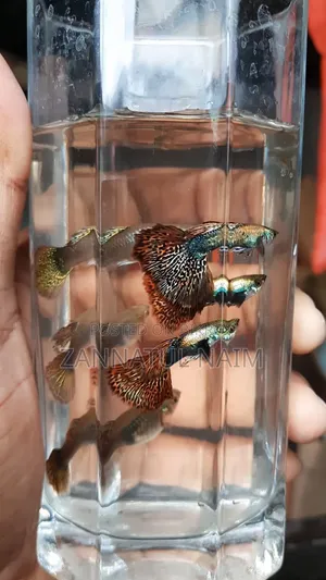 রেড ড্রাগন হাফ-মুন ডাম্বো ইয়ার