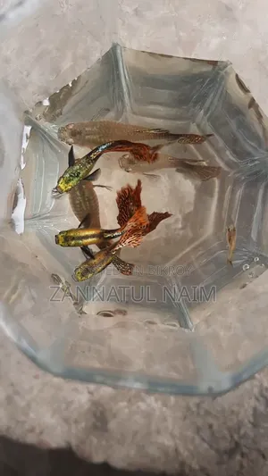 রেড ড্রাগন হাফ-মুন ডাম্বো ইয়ার