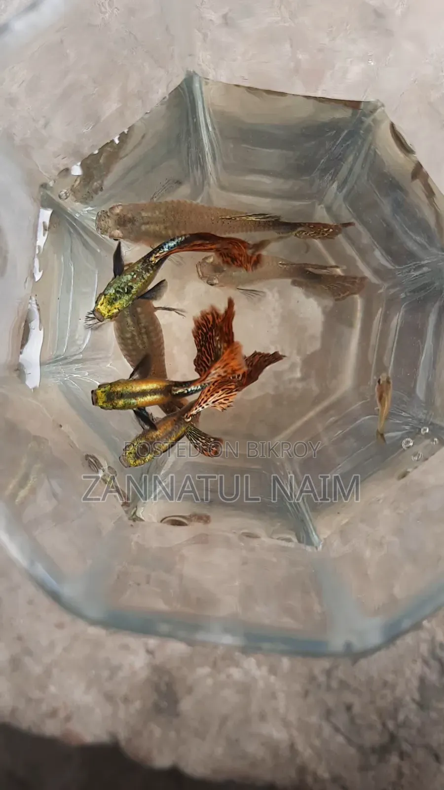 রেড ড্রাগন হাফ-মুন ডাম্বো ইয়ার