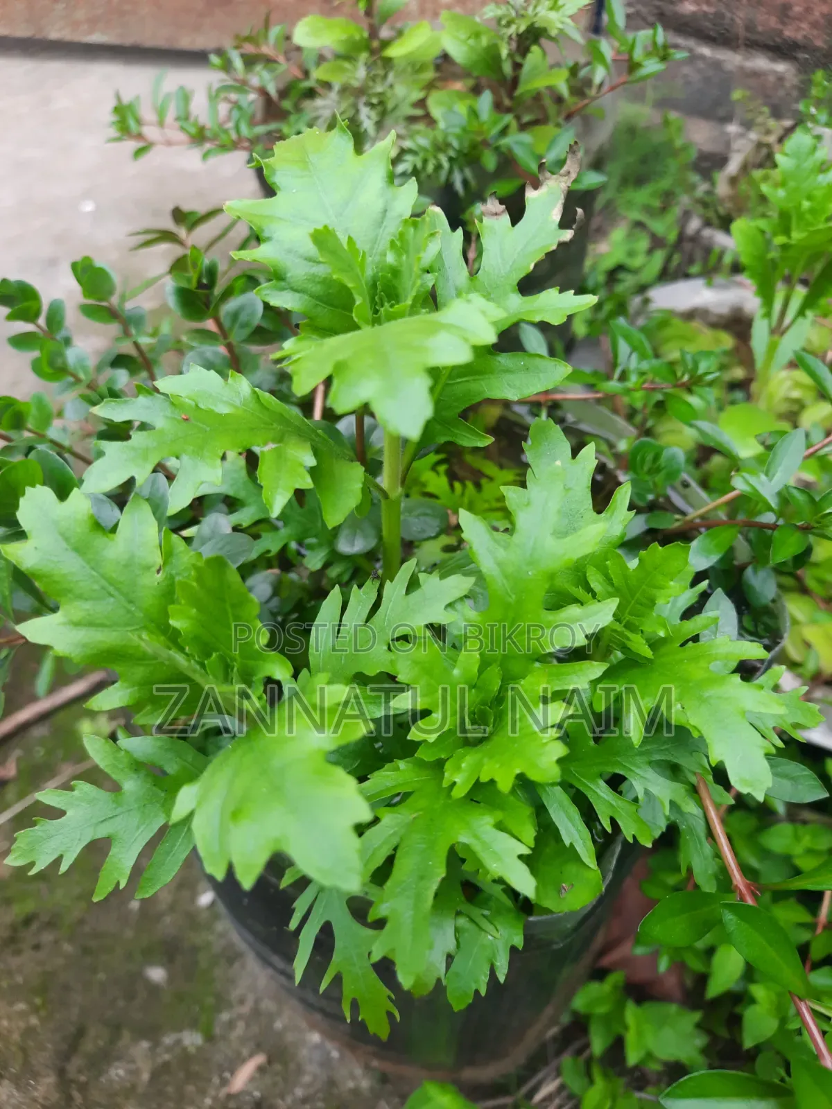 রেড ড্রাগন হাফ-মুন ডাম্বো ইয়ার