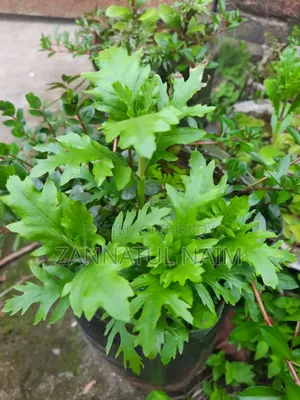 রেড ড্রাগন হাফ-মুন ডাম্বো ইয়ার