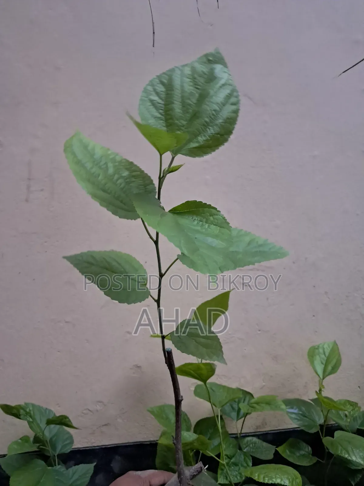 Mulberry Tree