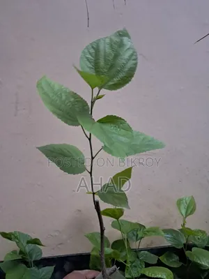 Mulberry Tree