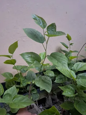 Mulberry Tree