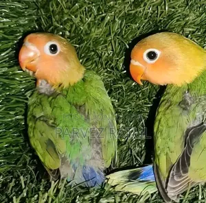 Love Bird Baby